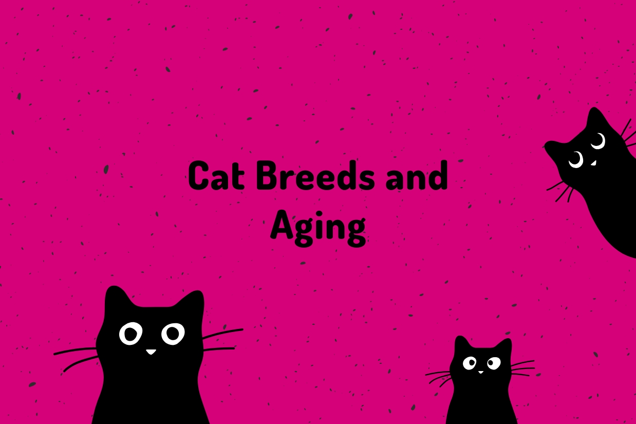 Cat Breeds and Aging