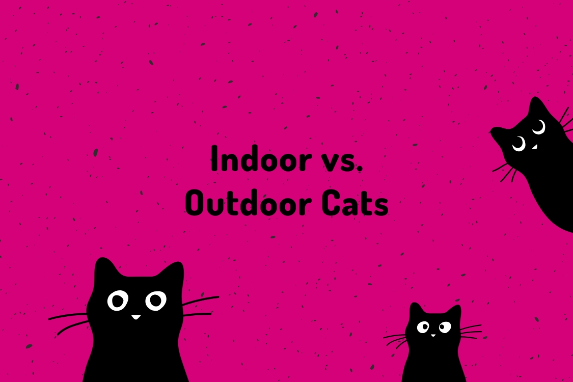 Indoor vs. Outdoor Cats